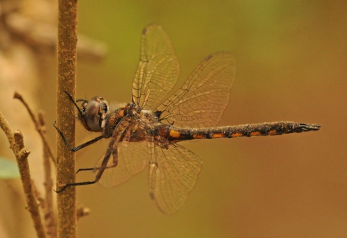 Male
2015_03_29_Perry_AL